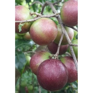 cây hồng quân loại lớn , cây cao từ 1 mét