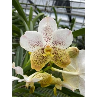 Vanda trưởng thành chọn màu được