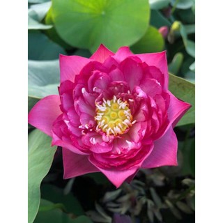 Củ sen mini Super pink
