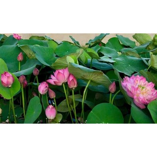 Củ sen mini Super pink