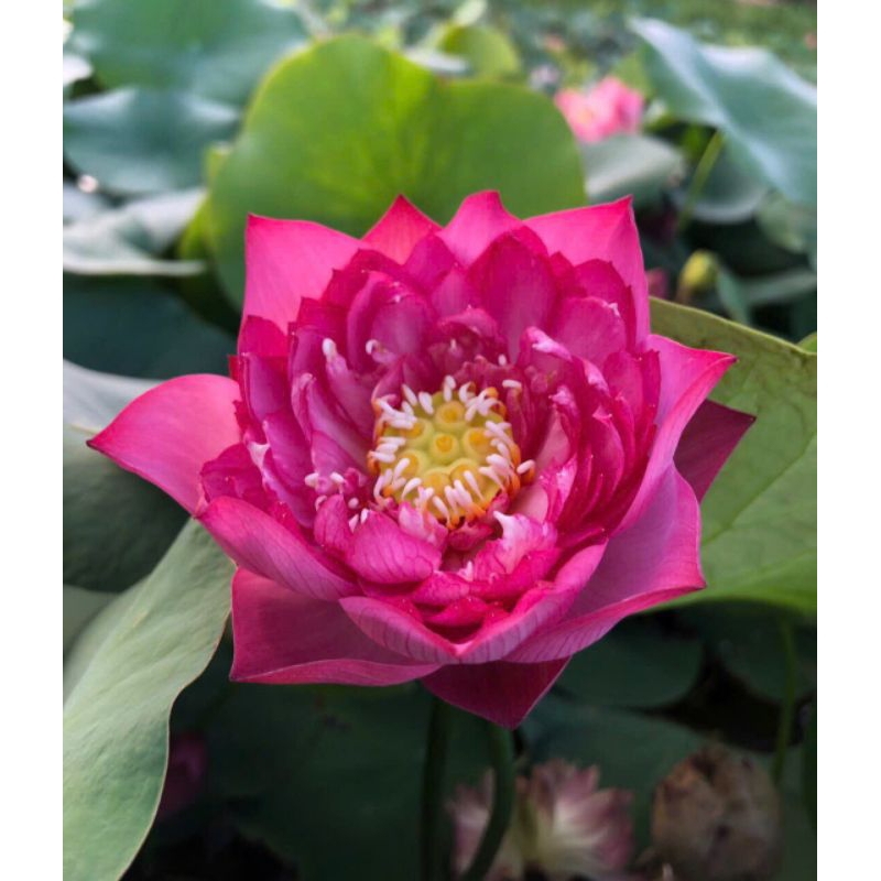 Củ sen mini Super pink