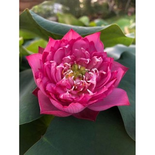 Củ sen mini Super pink