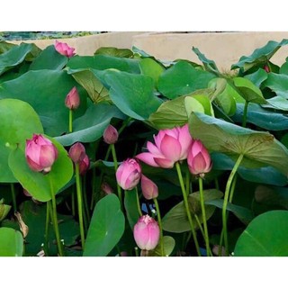 Củ sen mini Super pink