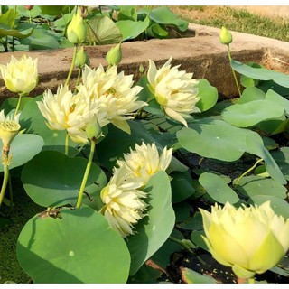 Củ sen mini Snow White (Biển tuyết)