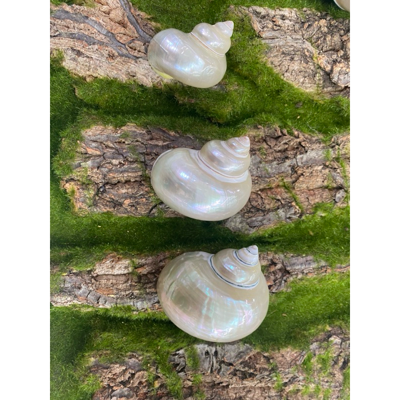 Vỏ ốc mài bóng mỹ nghệ