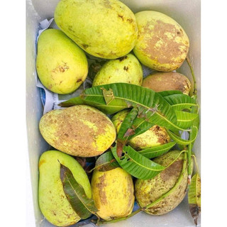 XOÀI TỨ QUÝ TƯƠI SỐNG  [Set 3Kg Tặng Kèm Muối Ớt]💥💥💥 Tp.HCM