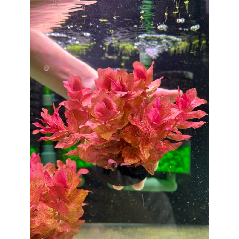 Cây thuỷ sinh Hồng Hồ Điệp gắn giá thể, có sẵn đất dưỡng, không cần trồng nền, không cần CO2