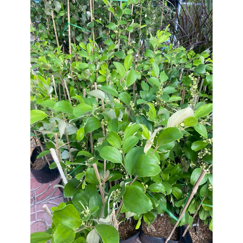 Cây táo  Thái , táo da xanh , táo thái , táo ngọt , táo