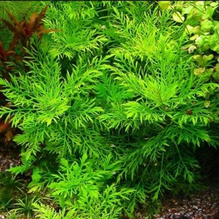 5 nhánh thủy cúc ( lá nước ) - cây thủy sinh trang trí bể cá thủy sinh
