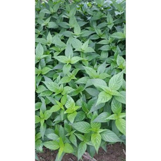 Lá Cẩm Màu Tím Tạo Màu(chỉ giao miền Bắc)