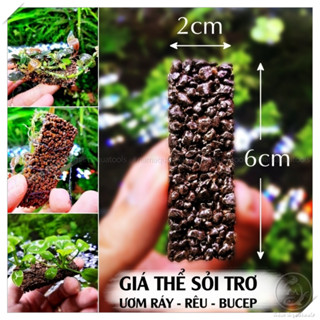 [Mã PET20K giảm 20K đơn 250K] Giá Thể Ươm Cây Napad | Giá Thể Ươm Ráy, Bucep... | Phụ kiện thuỷ sinh Nấm Aquatools
