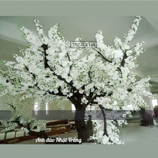 BÓ 10 cành Hoa anh đào giả Nhật Bản. Cây đào giả trang trí nhà hàng, tết, dài 95-98cm decor siêu đẹp