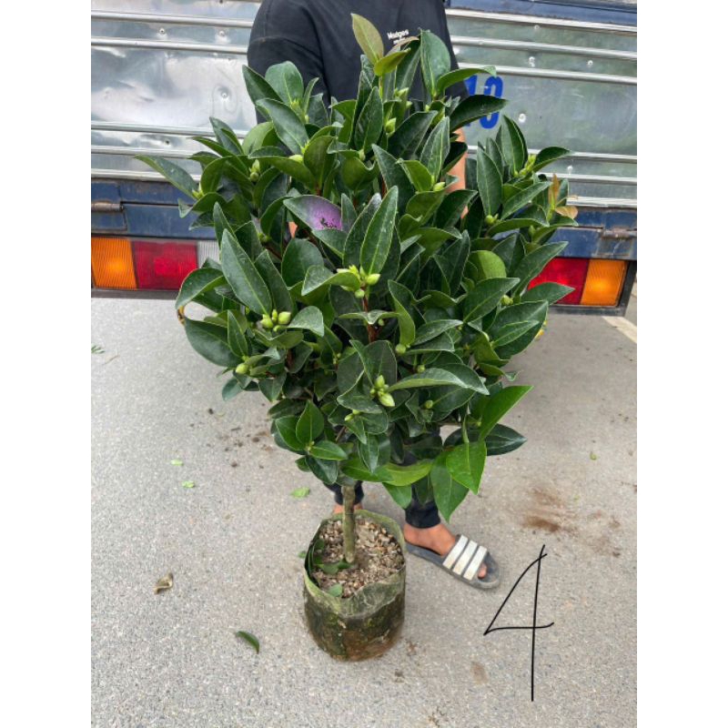 [khỏe_đẹp]---GIỐNG CÂY TRÀ TỨ QUÝ hoa đỏ đang nụ hoa
