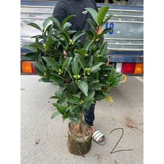 [khỏe_đẹp]---GIỐNG CÂY TRÀ TỨ QUÝ hoa đỏ đang nụ hoa