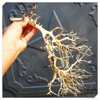Lũa Xương Chùm - Lũa Ghép Tán Bonsai Cho Bể Thuỷ Sinh