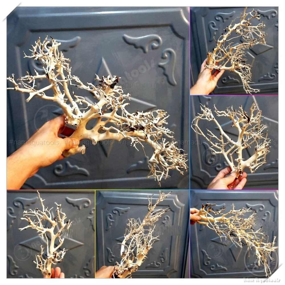 Lũa Xương Chùm - Lũa Ghép Tán Bonsai Cho Bể Thuỷ Sinh