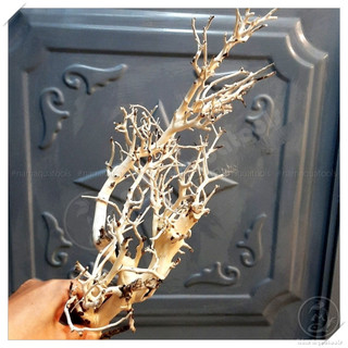 Lũa Xương Chùm - Lũa Ghép Tán Bonsai Cho Bể Thuỷ Sinh