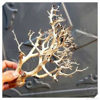 Lũa Xương Chùm - Lũa Ghép Tán Bonsai Cho Bể Thuỷ Sinh