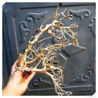 Lũa Xương Chùm - Lũa Ghép Tán Bonsai Cho Bể Thuỷ Sinh