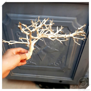 Lũa Xương Chùm - Lũa Ghép Tán Bonsai Cho Bể Thuỷ Sinh