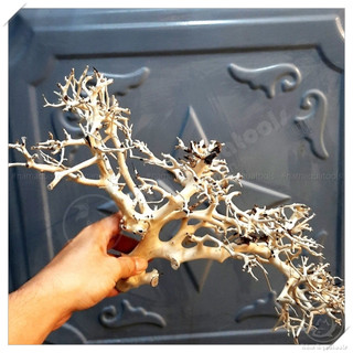 Lũa Xương Chùm - Lũa Ghép Tán Bonsai Cho Bể Thuỷ Sinh