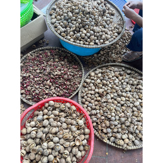 COMBO 2KG QUẢ ÓC CHÓ VỎ GIẤY
