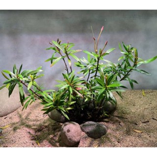 Cây mị nương bán cạn, cây thủy sinh bể cá, hồ thủy sinh.