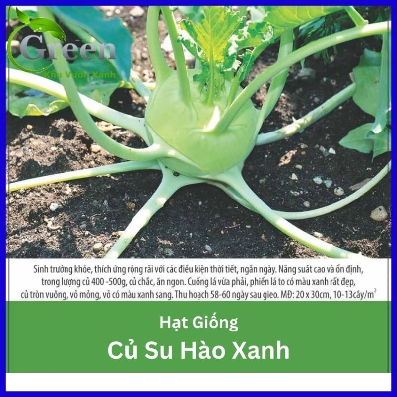 Hạt Giống Củ Su Hào Năng Suất Cao, Chắc Củ