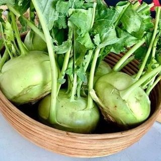Hạt Giống Củ Su Hào Năng Suất Cao, Chắc Củ