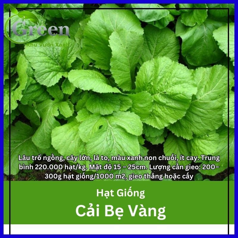Hạt Giống Cải Bẹ Vàng Gói 20 Gam Dễ Trồng, Thu Hoạch Sớm, Lâu Trổ Ngồng