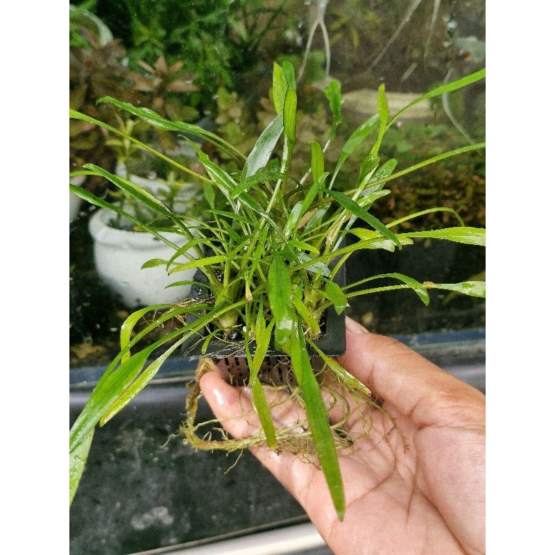 N&T - Tiêu thảo parva (1 cụm như hình)