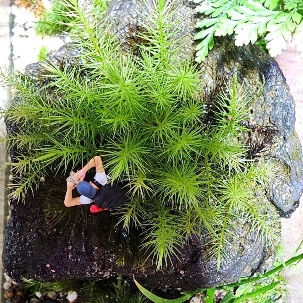 Rêu Spiny Terrarium | Rêu Cỏ Mây Đẹp – Phù Hợp Terrarium, Bể Bán Cạn – Dưỡng Sẵn