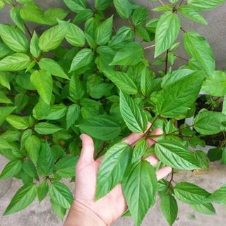 Hạt Giống Rau Đay Đỏ Dễ Trồng, Thu Hoạch Sớm, Liên Tục Gói 20 Gam