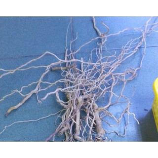 Lũa Rễ Rừng dẻo 100g - Lũa Setup Bể Thuỷ Sinh