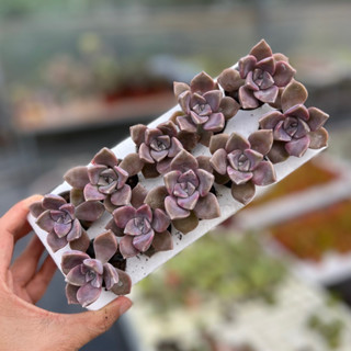  10 cây sen đá Hồng Mập size mini 2-2,5cm 