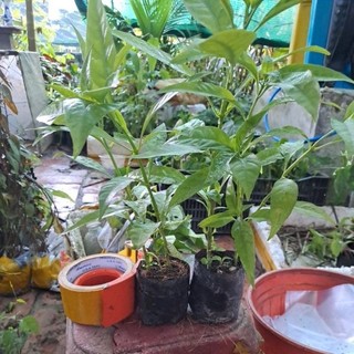Combo 5 cây hoàn ngọc xanh