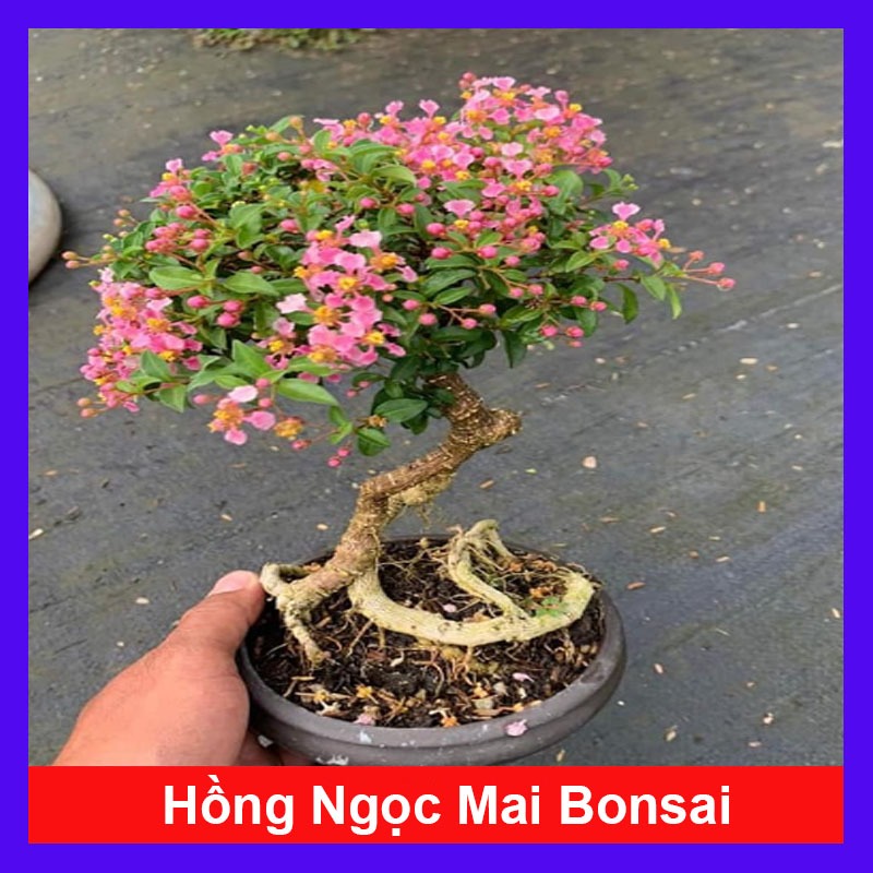 Chậu Cây Hồng Ngọc Mai (Bonsai) - cây cảnh bonsai để bàn