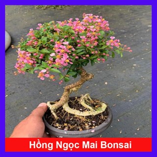  Chậu Cây Hồng Ngọc Mai  Bonsai  - cây cảnh bonsai để bàn - hoa cây cảnh 