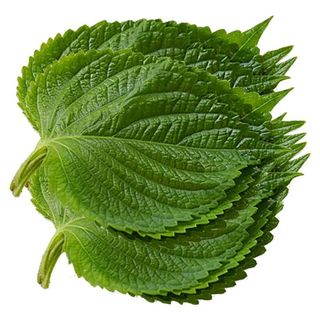 Hạt Giống Rau Thơm Mè Hàn Quốc (Lá Vừng) Dễ Trồng