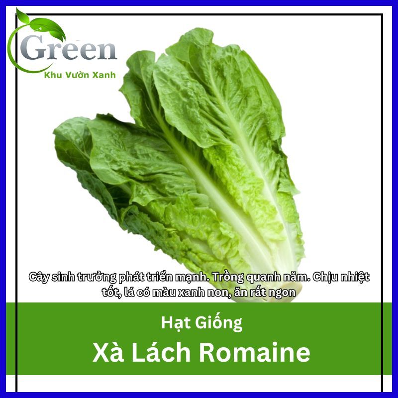 Hạt Giống Xà Lách Romaine Xanh Chịu Nhiệt Tốt, Trồng Quanh Năm