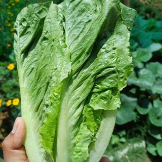 Hạt Giống Xà Lách Romaine Xanh Chịu Nhiệt Tốt, Trồng Quanh Năm
