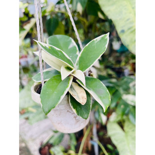 Lan Cẩm cù thái