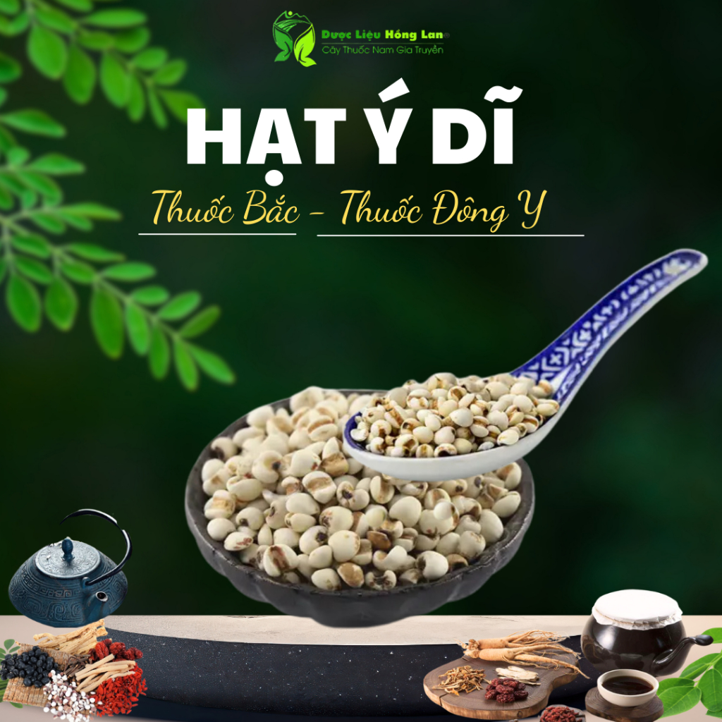 Hạt Ý Dĩ khô nguyên chất - Dược Liệu Hồng Lan