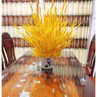 Bông Lúa Mạch Trang Trí (Bó 100 Bông) bông lúa thật sấy khô , màu vàng