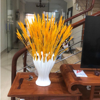 Bông Lúa Mạch Trang Trí (Bó 100 Bông) bông lúa thật sấy khô , màu vàng