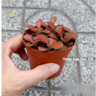 (VHST giao trong ngày) Cây MAY MẮN lá đỏ, hồng.