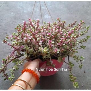 (VHST giao trong ngày) CÂY SEN ĐÁ ĐÔ LA ANH ĐÀO.