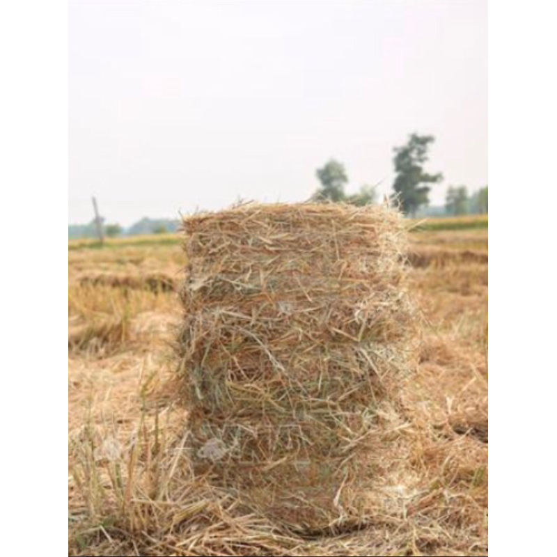 Rơm cuộn khô nguyên cuộn khoảng 15 - 20kg.