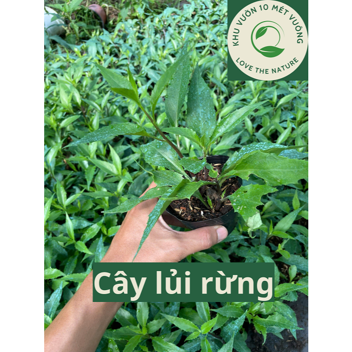 Cây giống RAU RỪNG, LỦI RỪNG - cây ưa mát - rau rừng Gia Lai - bầu rễ ổn định - thơm ngon giòn ngọt