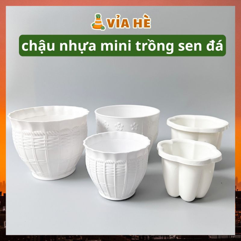 Chậu nhựa trồng sen đá xương rồng màu trắng nhiều size 7x7, 8x8, 11x9 giá không móc, Vỉa Hè